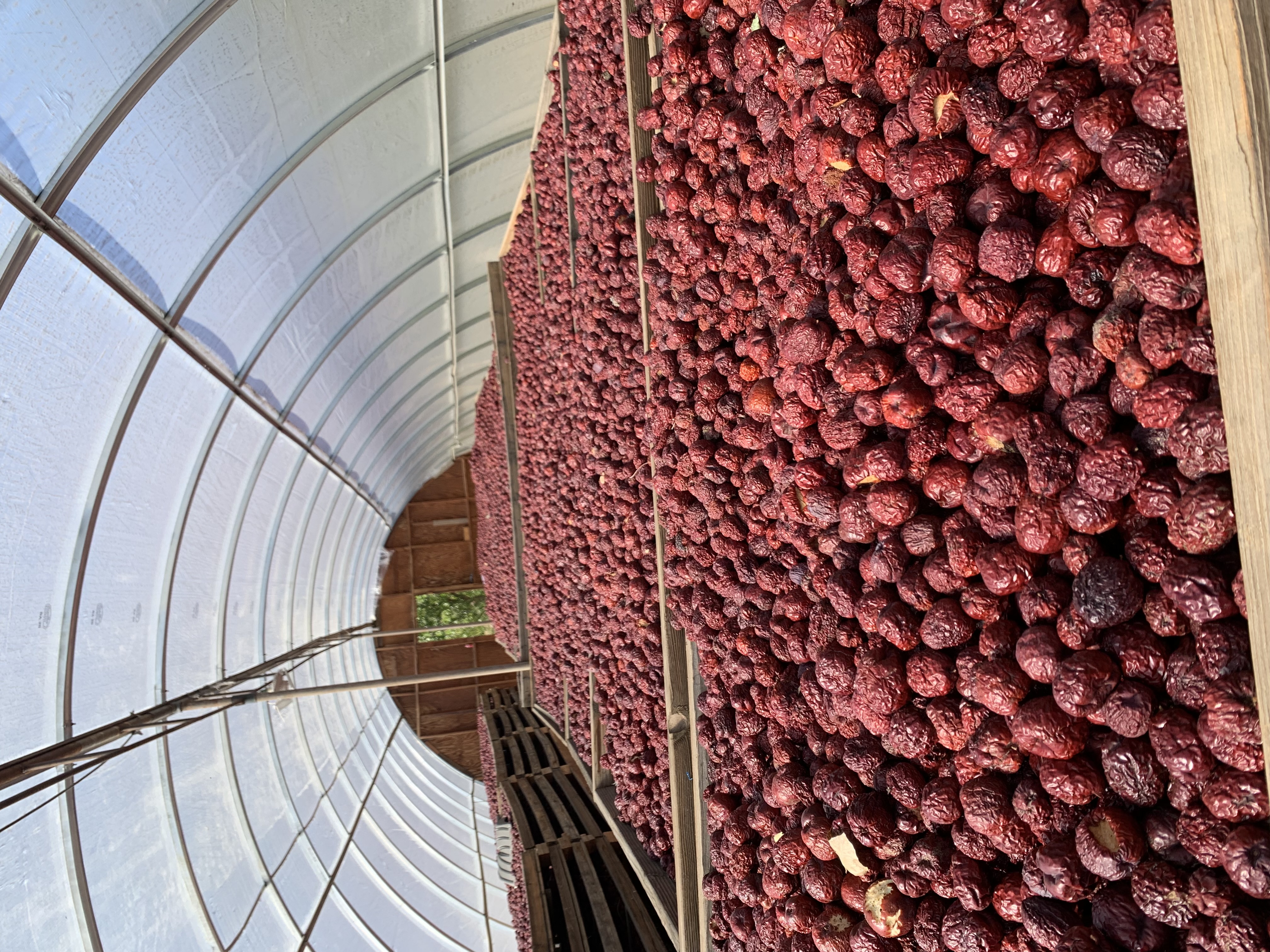 Dried jujubes in drying greenhouse