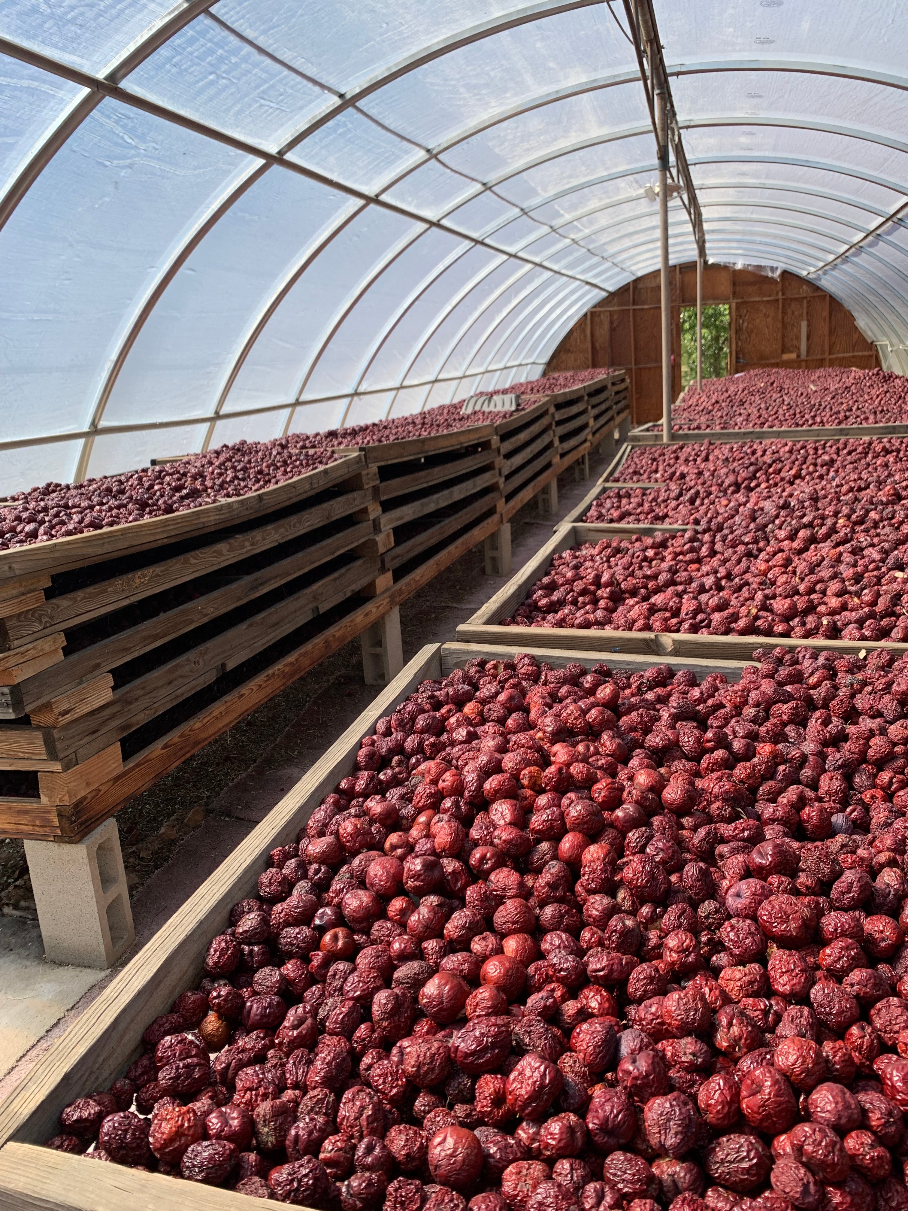 Jujubes drying on racks