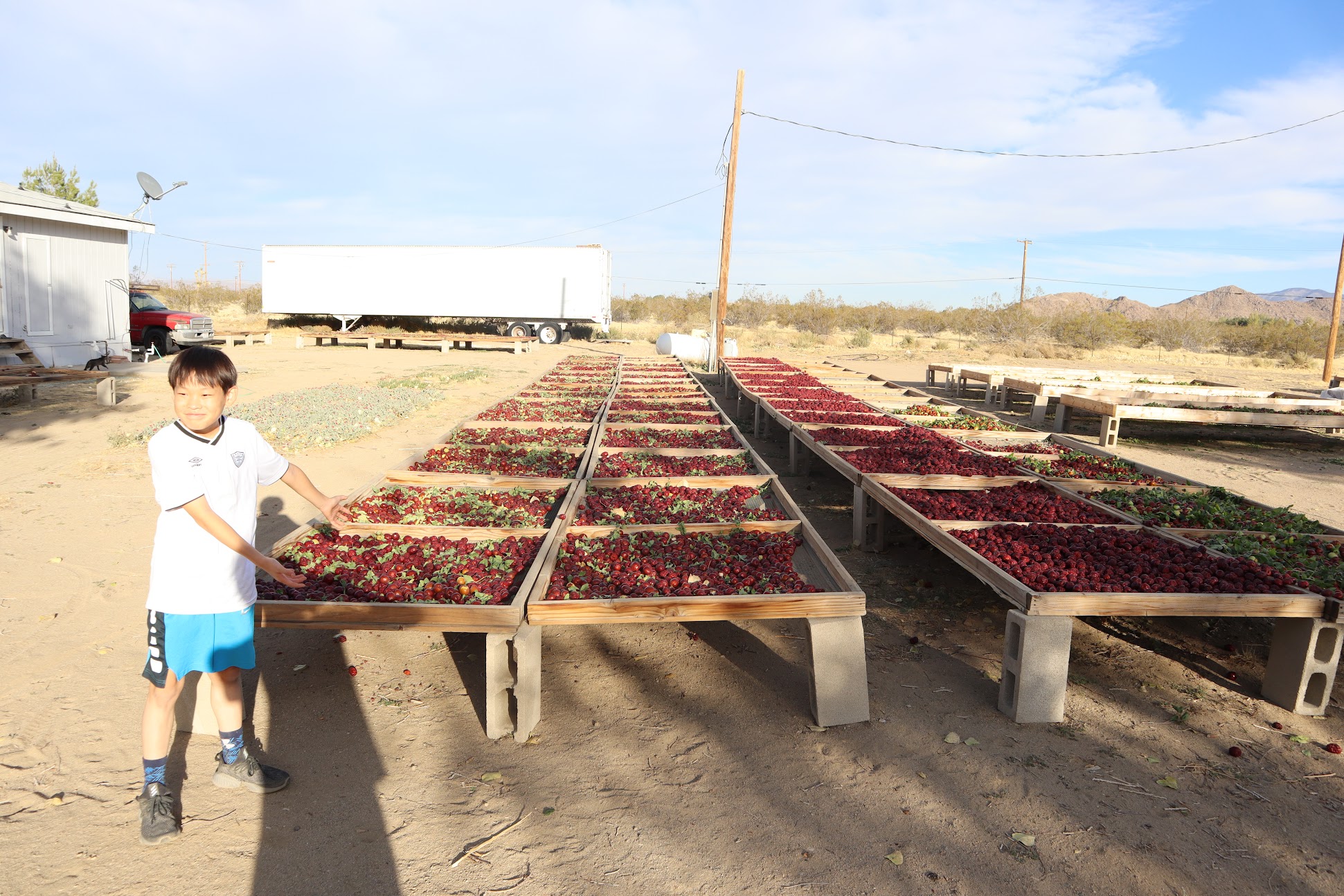 Lee family working at Basecamp jujube farm