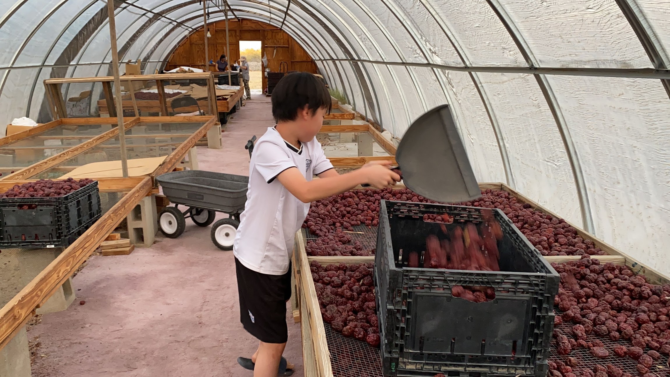 Drying jujubes at Basecamp