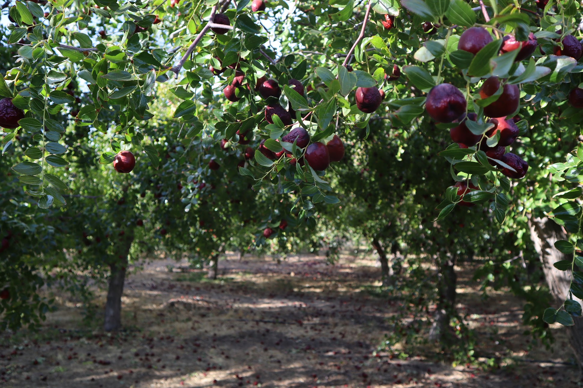 Fresh green jujubes on tree
