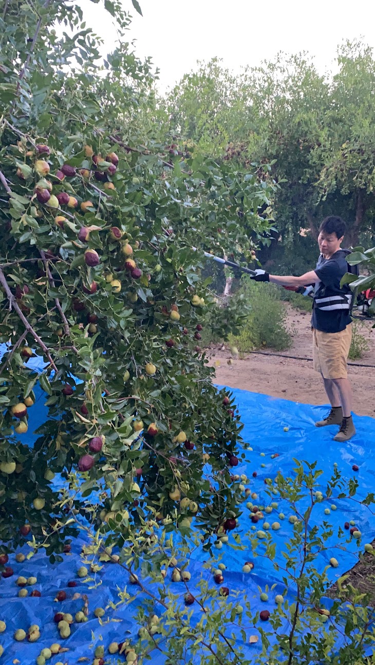 Harvesting jujubes