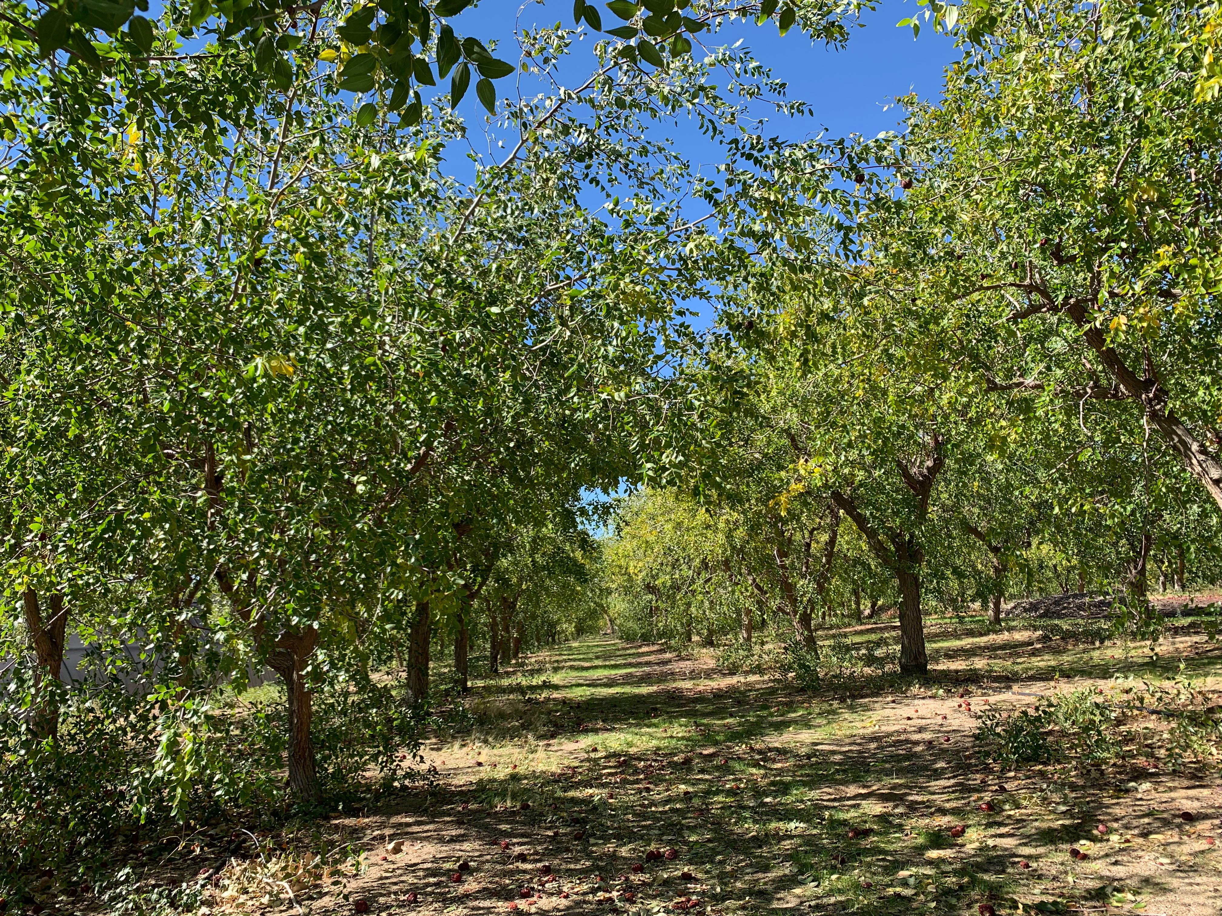 Jujube orchard rows