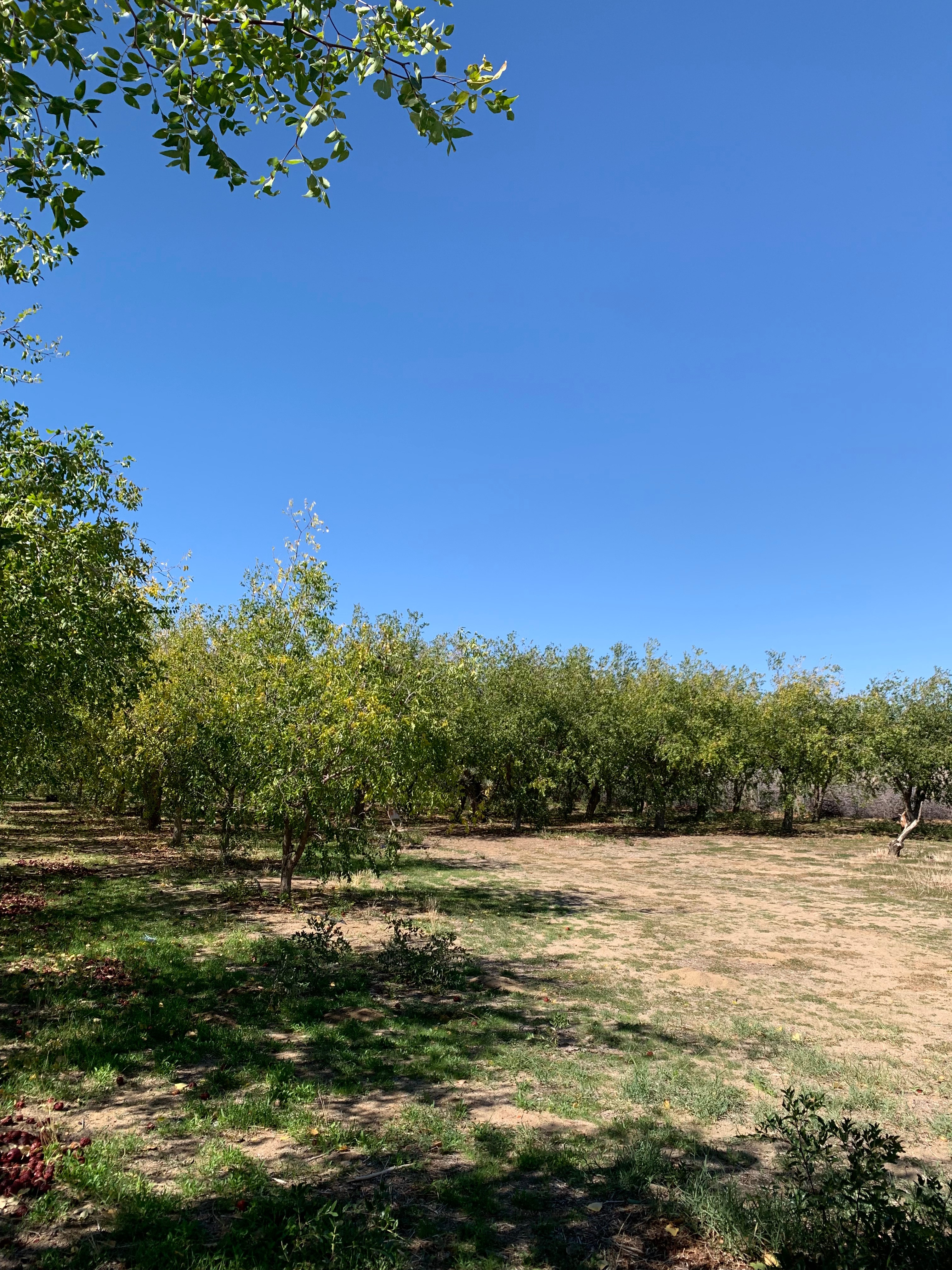 Jujube orchard wide view