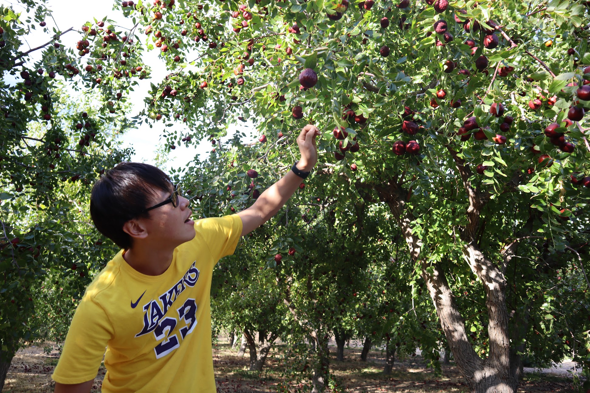 Picking jujubes